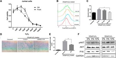 Conditioned medium from human cord blood mesenchymal stem cells attenuates age-related immune dysfunctions